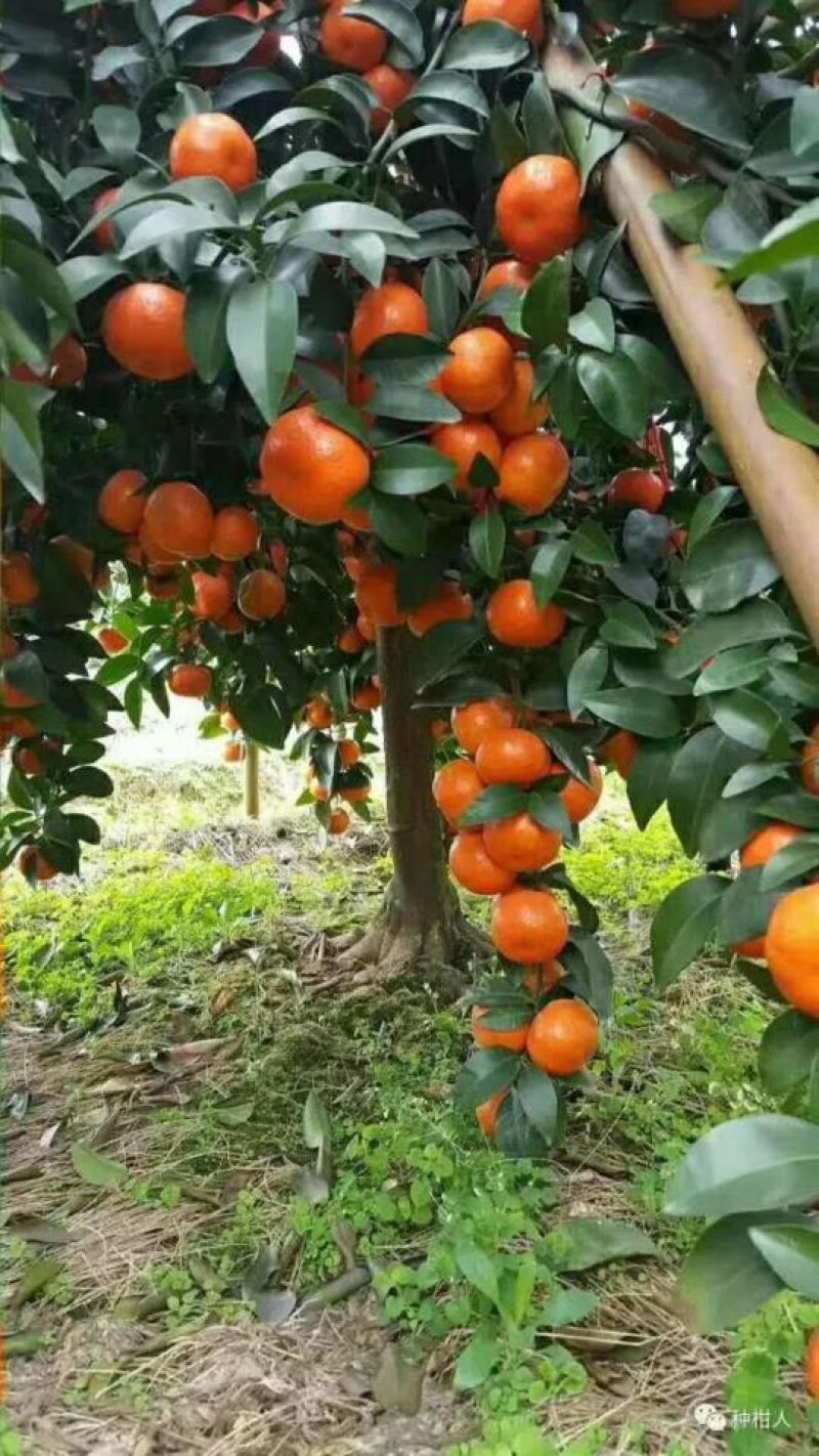 沃柑苗30~50cm