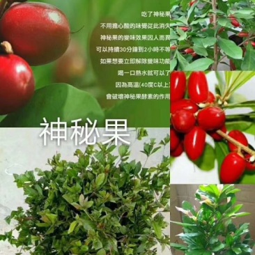 神秘果苗