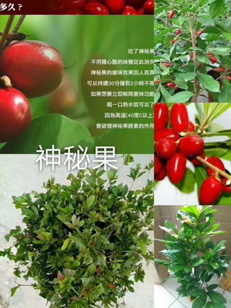 神秘果苗