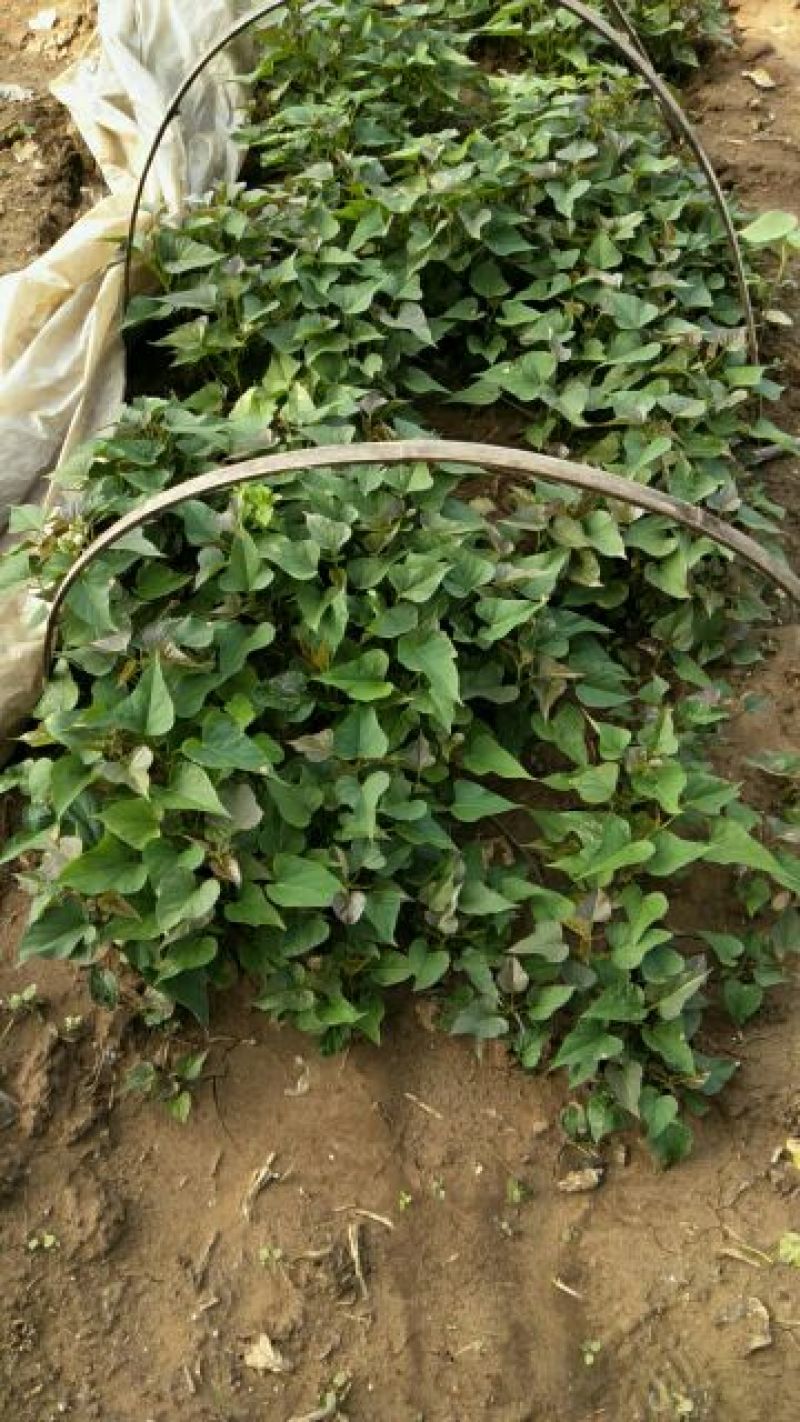 商薯19红薯苗15~25cm