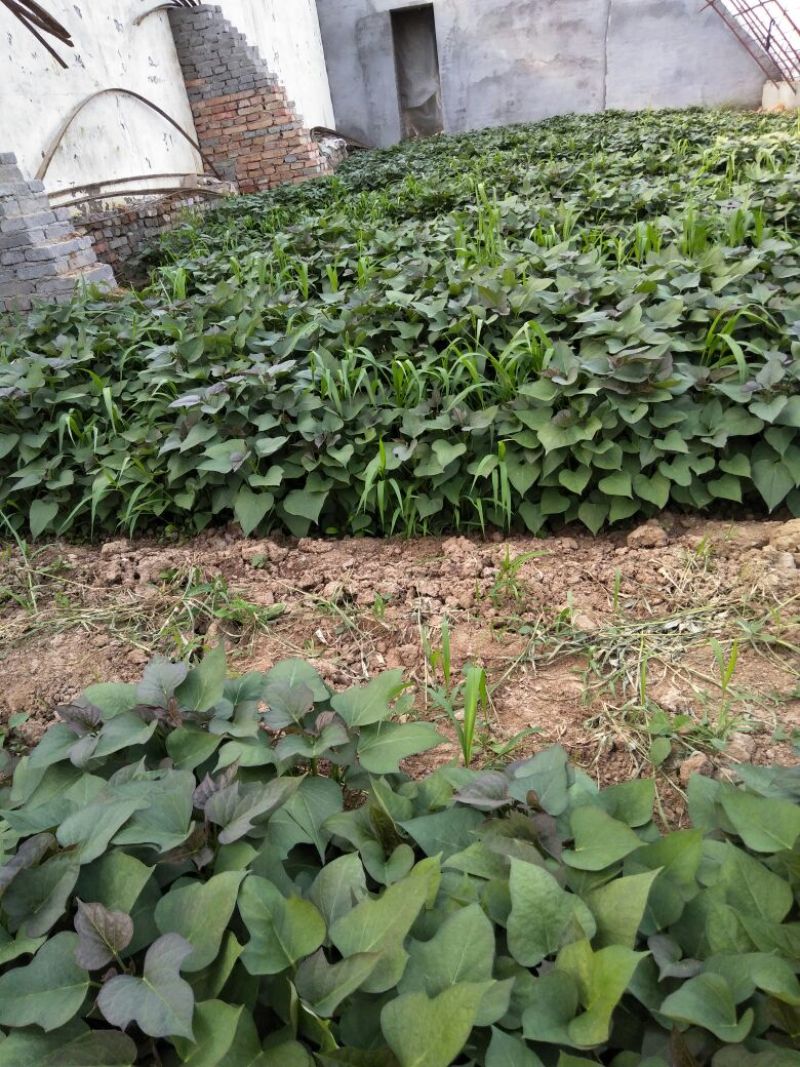 商薯19红薯苗15~25cm