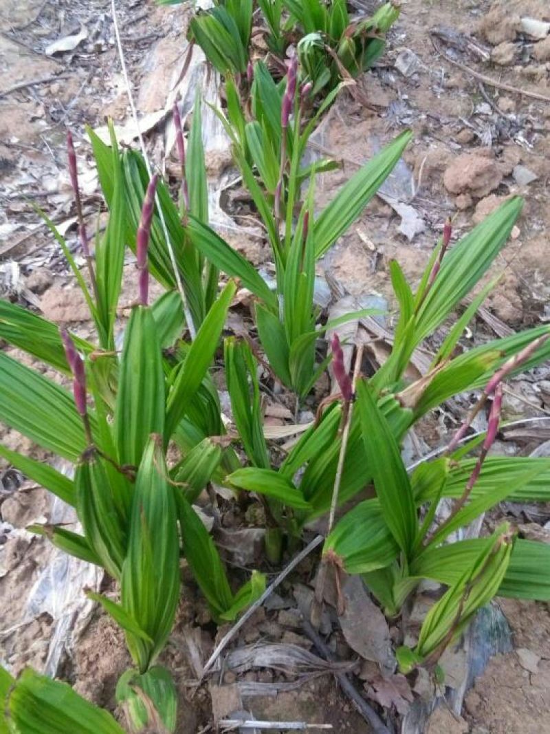 白芨苗，四川基地培育直发三叉白芨种苗紫花品质好价格实惠