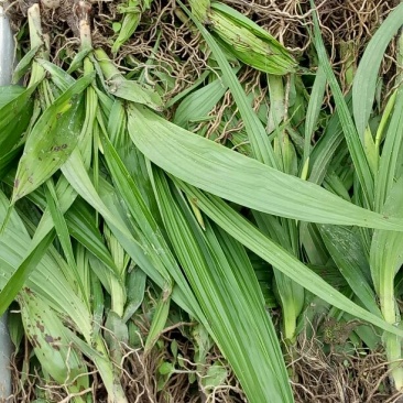 白芨苗，四川基地培育直发三叉白芨种苗紫花品质好价格实惠