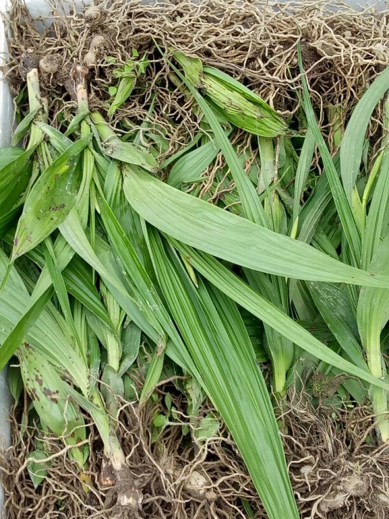 白芨苗，四川基地培育直发三叉白芨种苗紫花品质好价格实惠