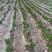 白芨苗，四川基地培育直发三叉白芨种苗紫花品质好价格实惠