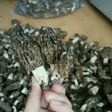 羊肚菌特级