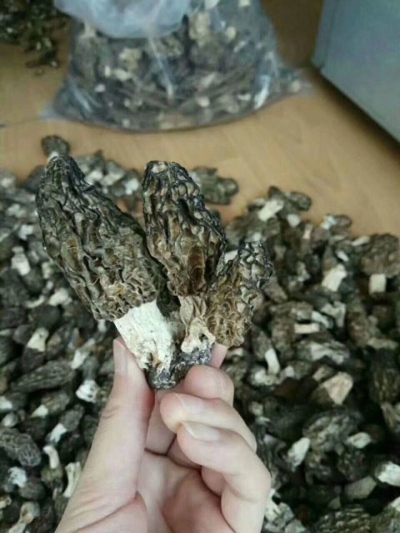 羊肚菌特级