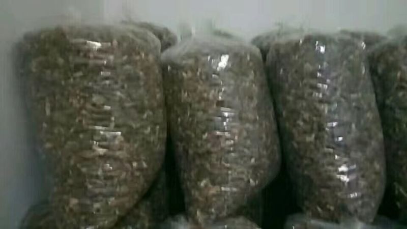 羊肚菌特级