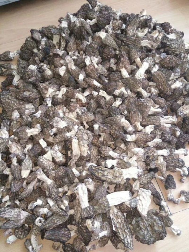 羊肚菌特级