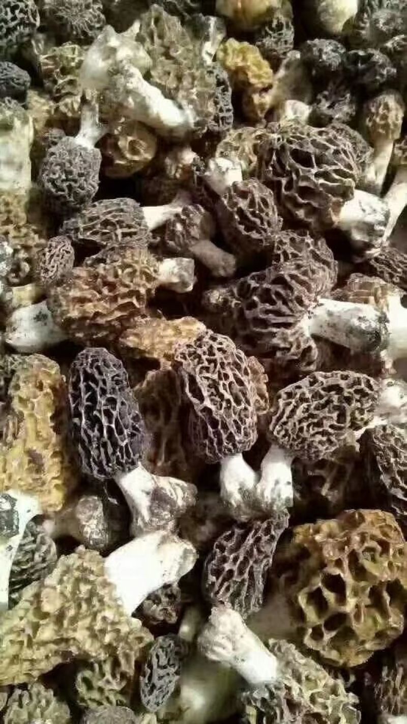 羊肚菌特级