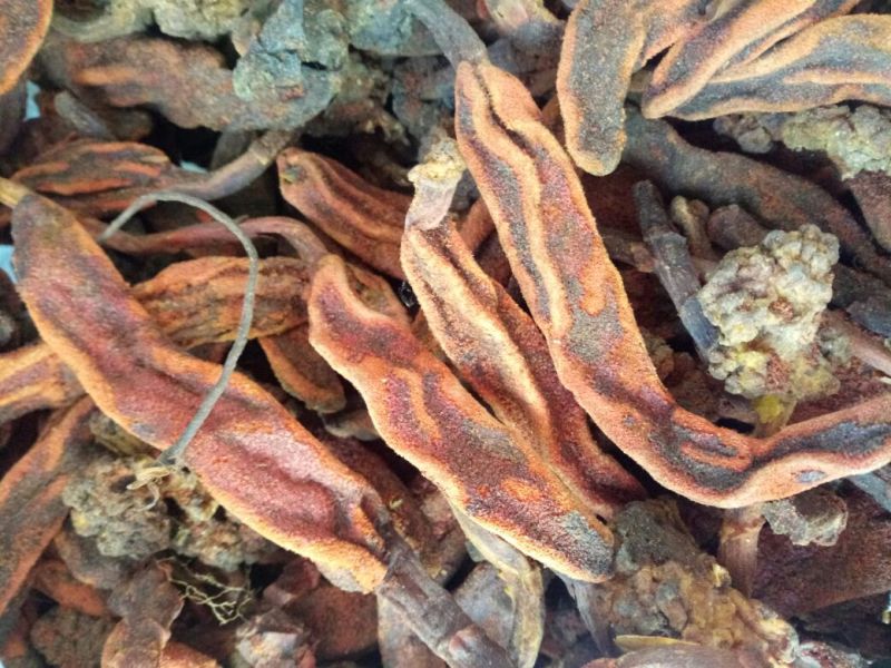 回春草干货散装2斤起包邮量大从优