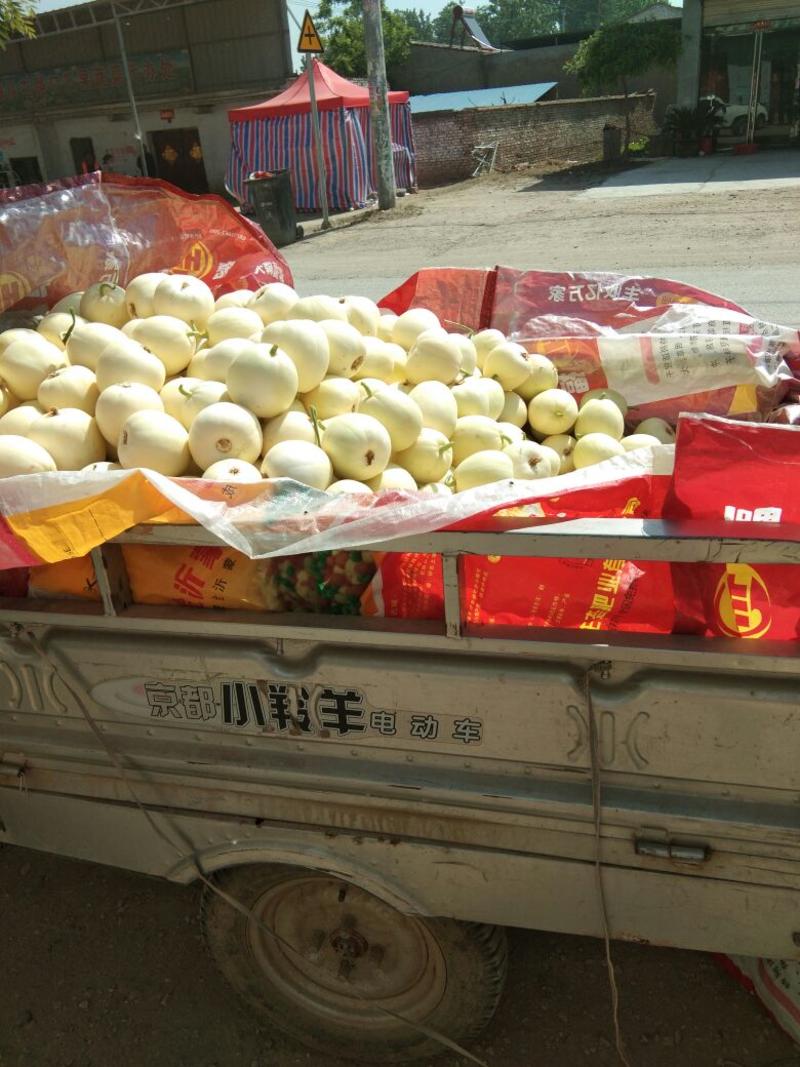安徽白糖罐，翠梨甜瓜大量出售，提供包装一条龙服务
