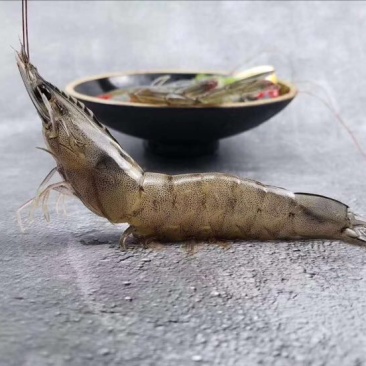 白米虾