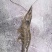 白米虾