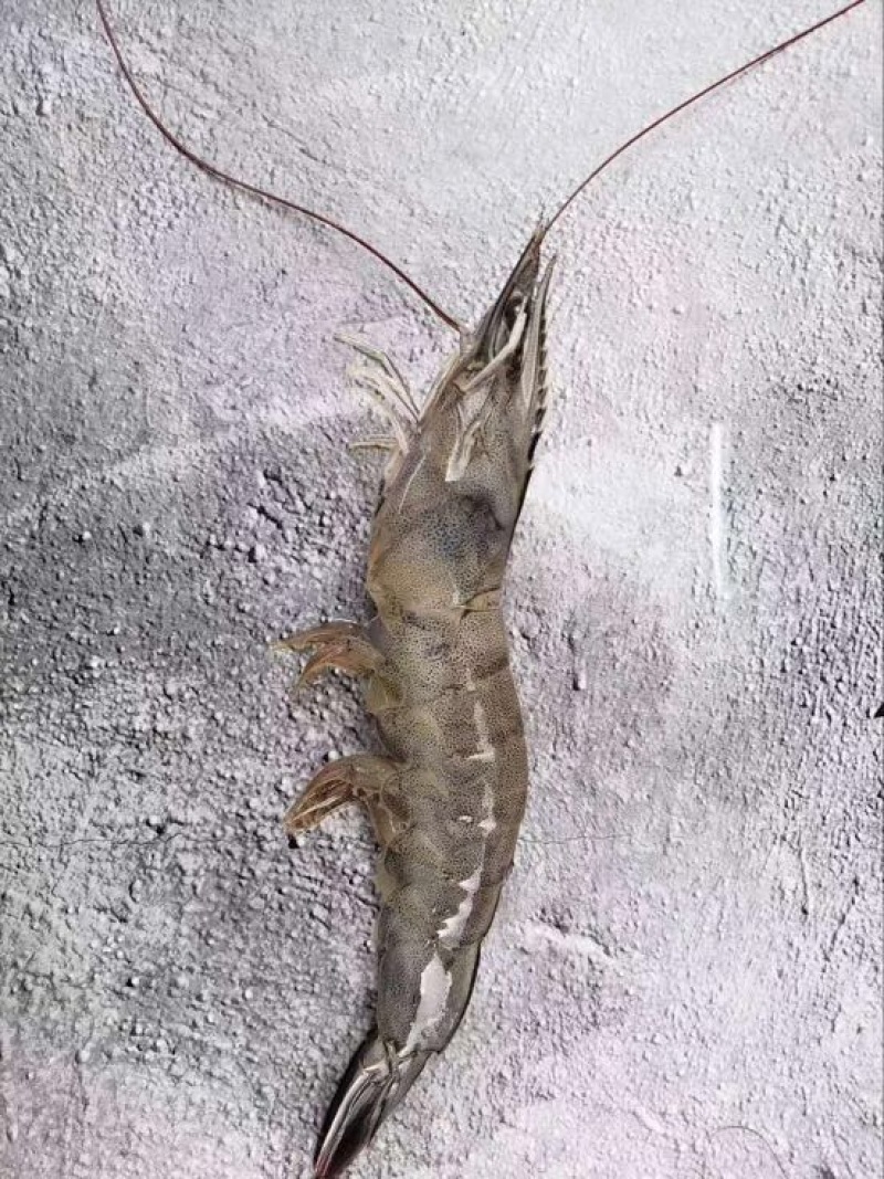白米虾