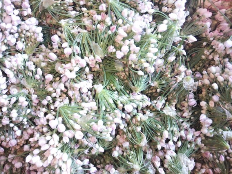 麻麻花干货