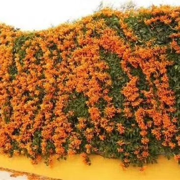 炮仗花