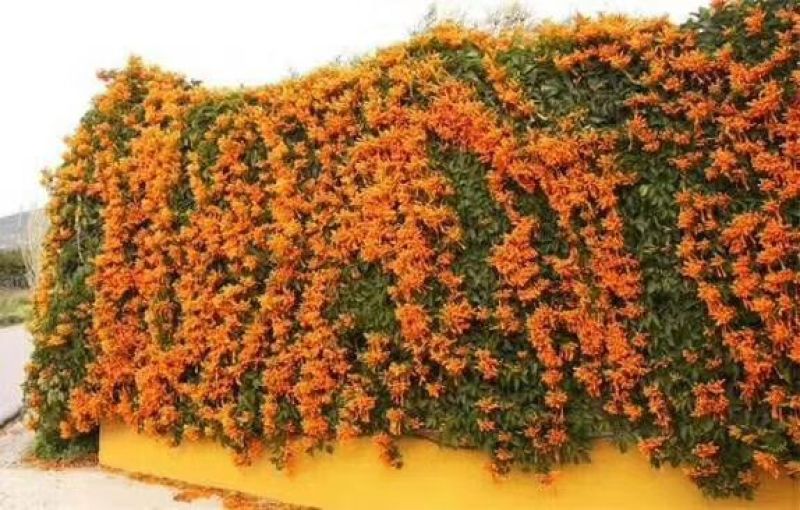 炮仗花