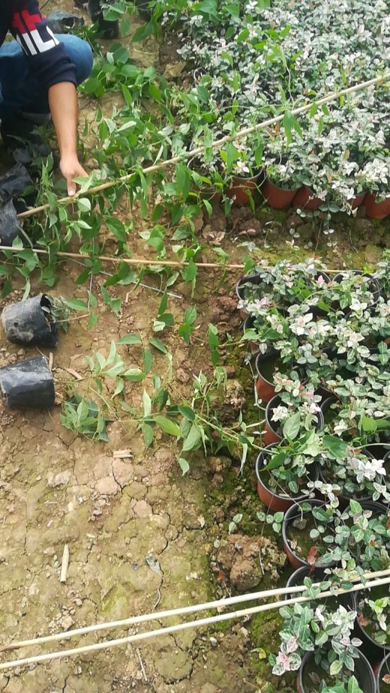 炮仗花