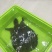 野生甲鱼2.5~3斤