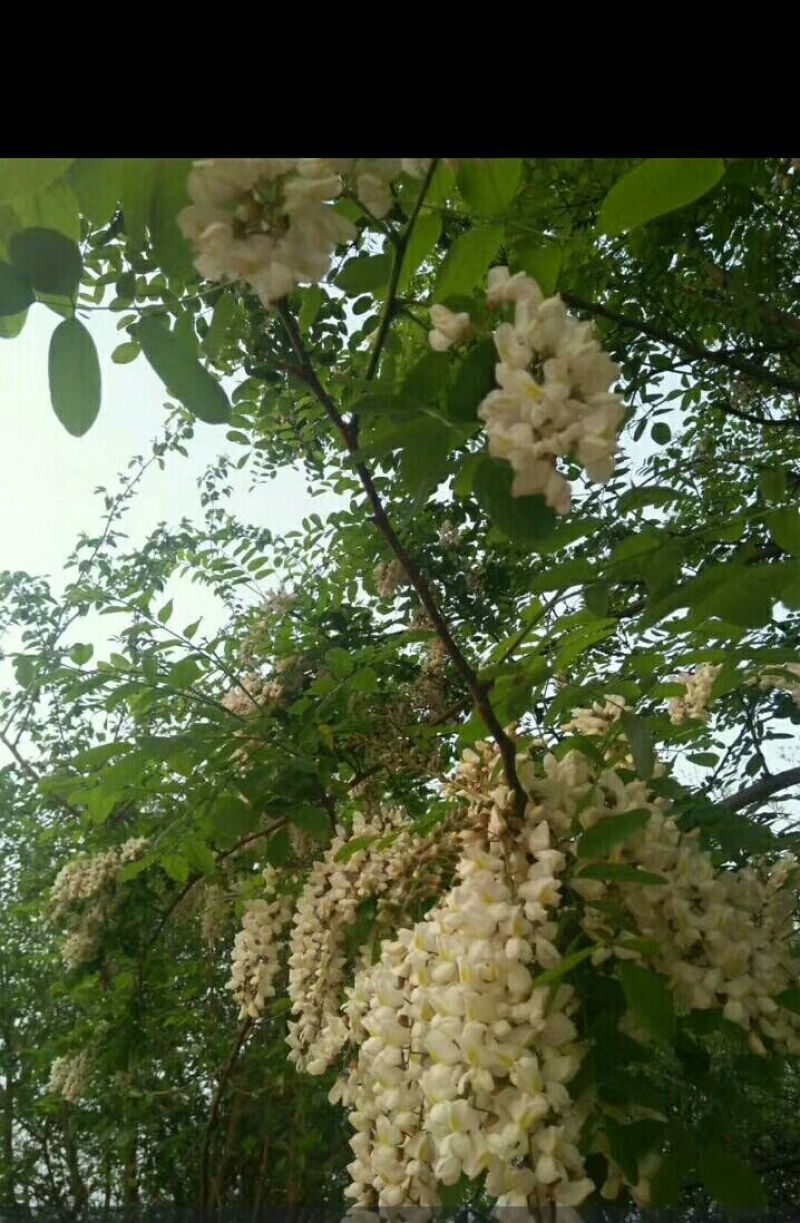 其它百花蜜槐花蜜