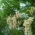 其它百花蜜槐花蜜