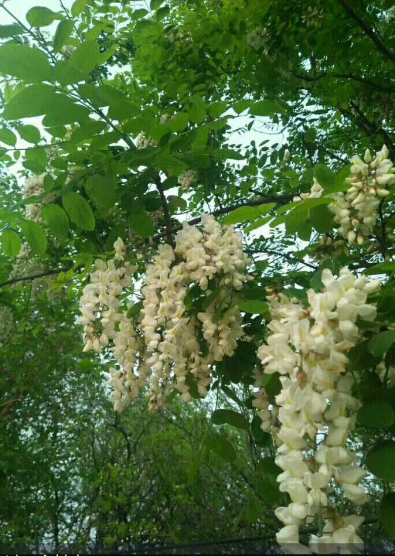 其它百花蜜槐花蜜