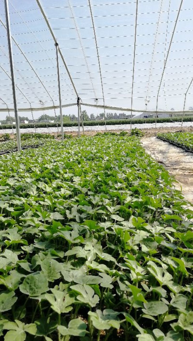 美都自根苗，现苗3万株基地直发，品质保证，成活全国发货。