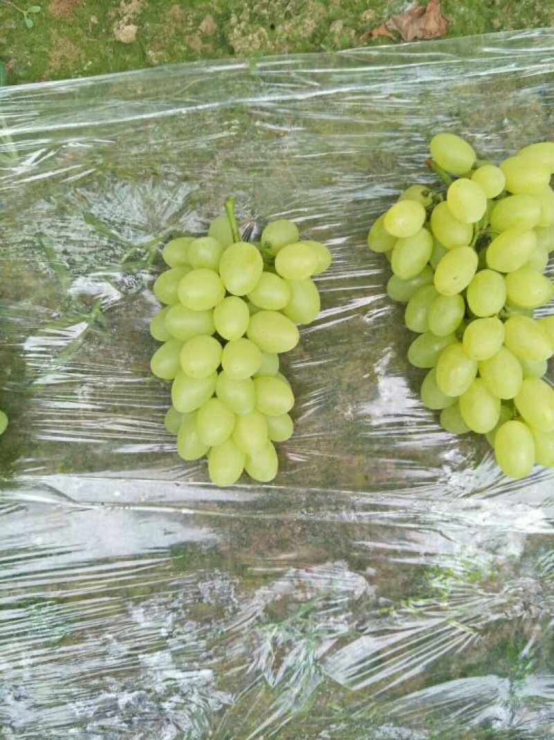 果肉饱满，个大外观漂亮，口感很好，量大基地直供