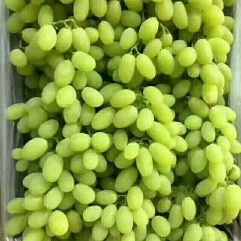 果肉饱满，个大外观漂亮，口感很好，量大基地直供