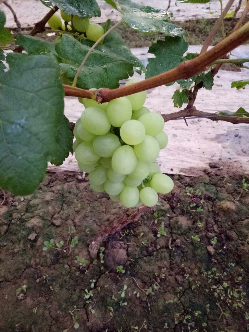 果肉饱满，个大外观漂亮，口感很好，量大基地直供