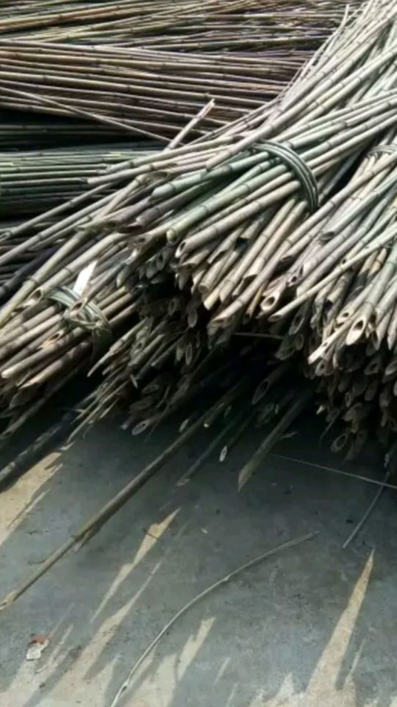 绿竹5~6m