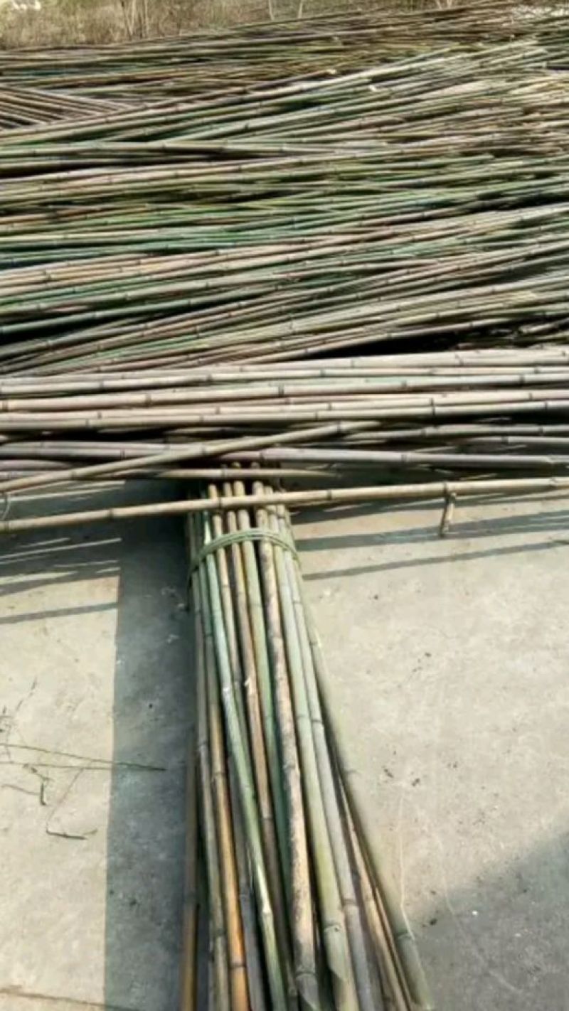 绿竹5~6m