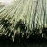 绿竹5~6m