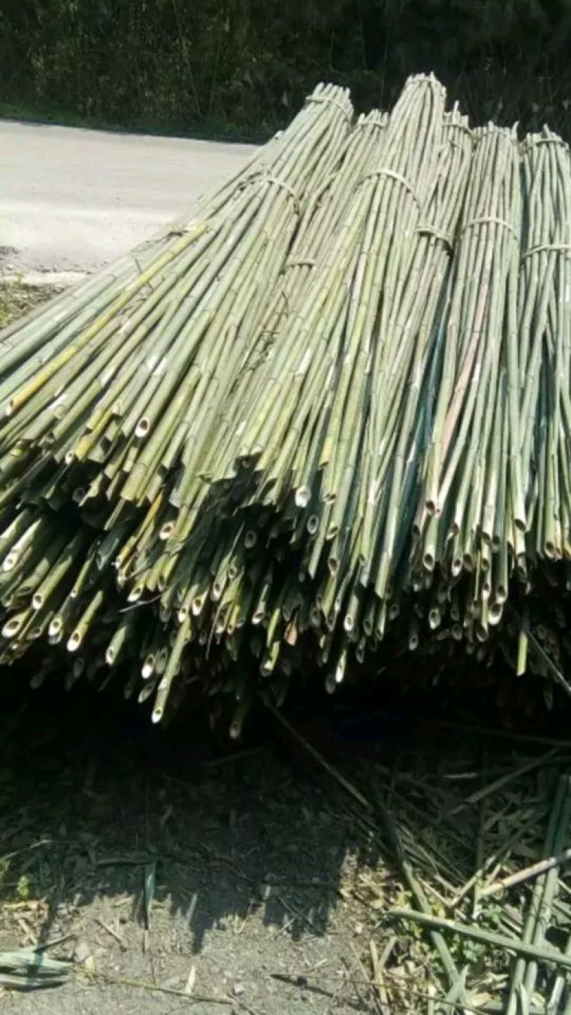 绿竹5~6m