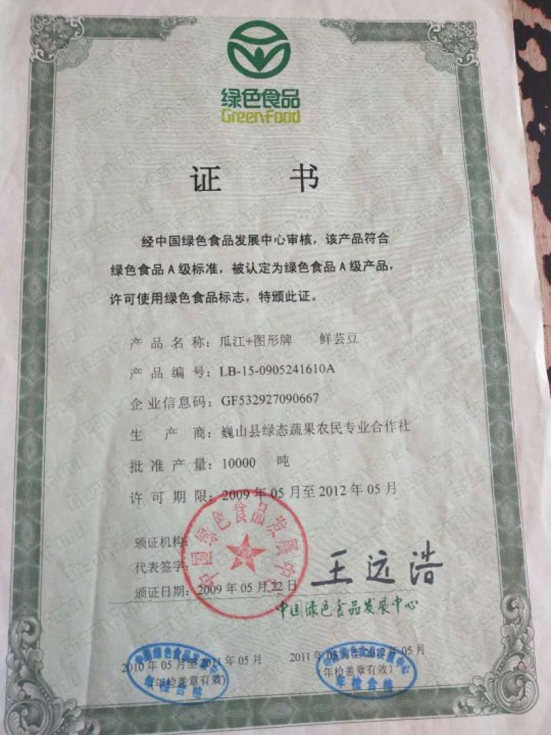 荷包豆15~20cm