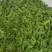 荷包豆15~20cm