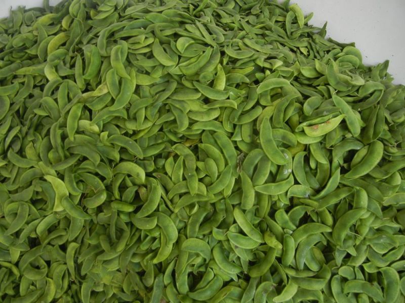荷包豆15~20cm