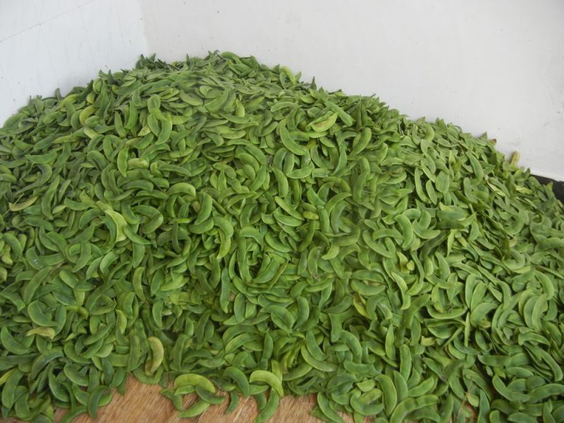 荷包豆15~20cm
