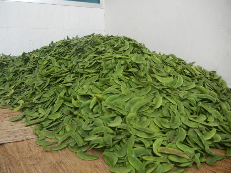 荷包豆15~20cm