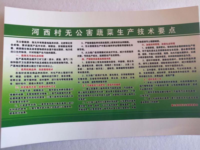 荷包豆15~20cm