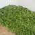 荷包豆15~20cm
