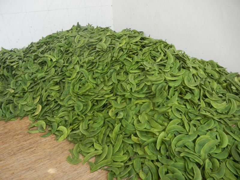 荷包豆15~20cm