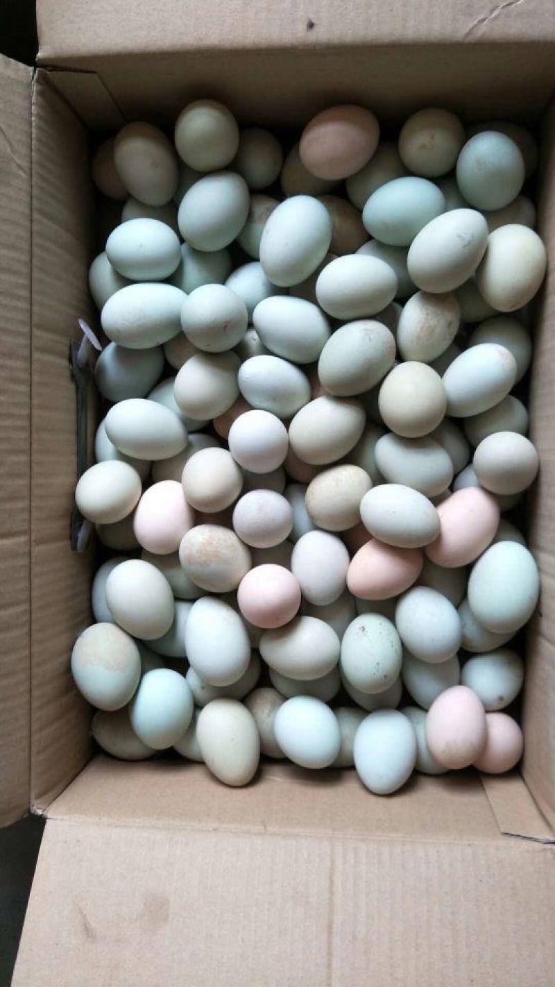 土鸡9~12月（自己家用玉米面菜叶养殖）
