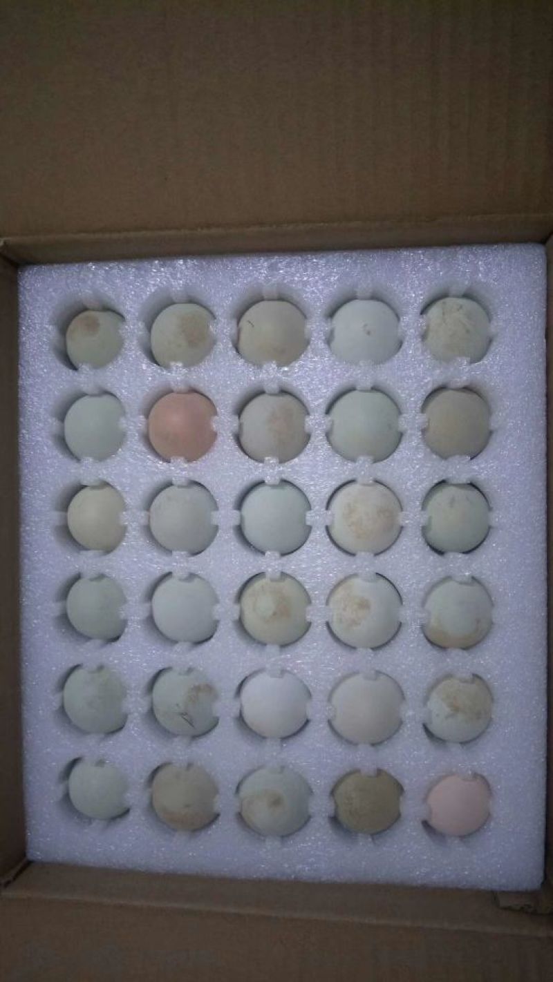 土鸡9~12月（自己家用玉米面菜叶养殖）