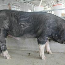 种猪巴克夏公猪，支持发货全国各地，瘦肉型，肉质鲜美！
