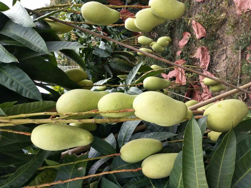 金煌芒15两以上