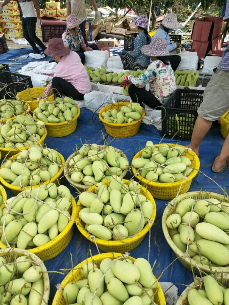 金煌芒15两以上