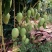 金煌芒15两以上