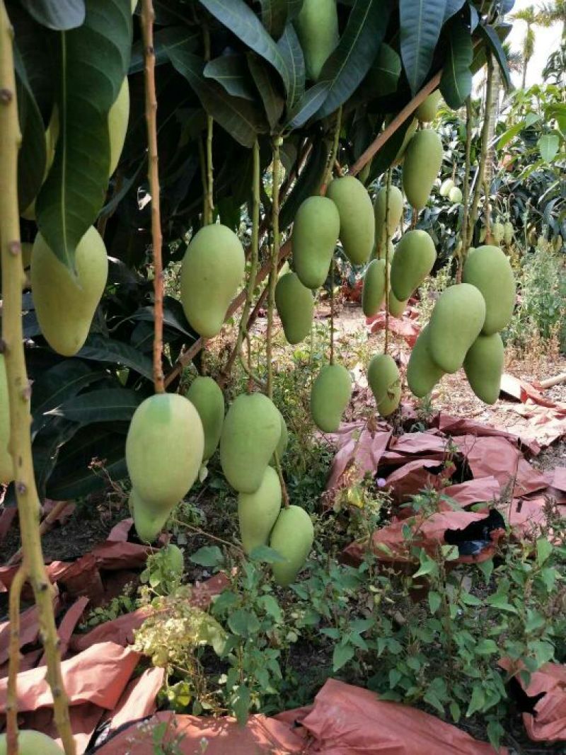 金煌芒15两以上